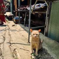 CatCat Village เวียดนาม