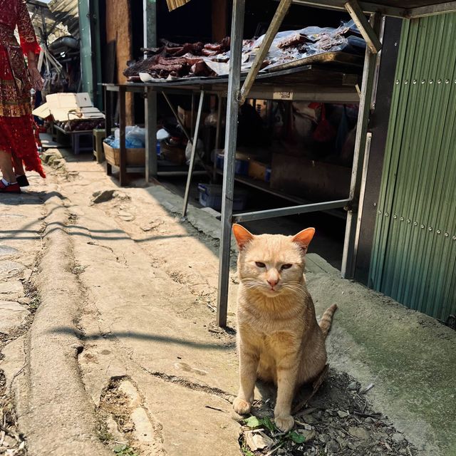CatCat Village เวียดนาม
