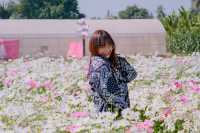 JP Farm Phitsanulok