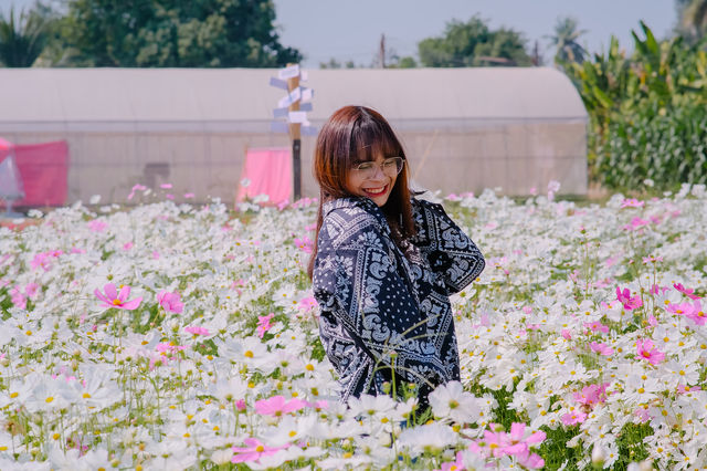 JP Farm Phitsanulok