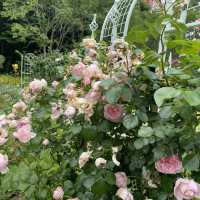一年四季都有唔同花睇嘅芝公園