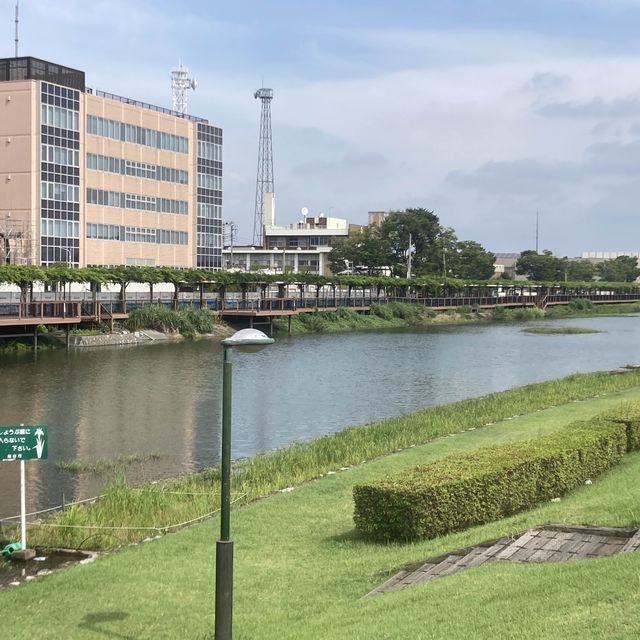 元荒川の中洲　「葛西親水緑道」「藤棚通り」
