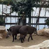 大人小孩都喜歡的神戶動物王國