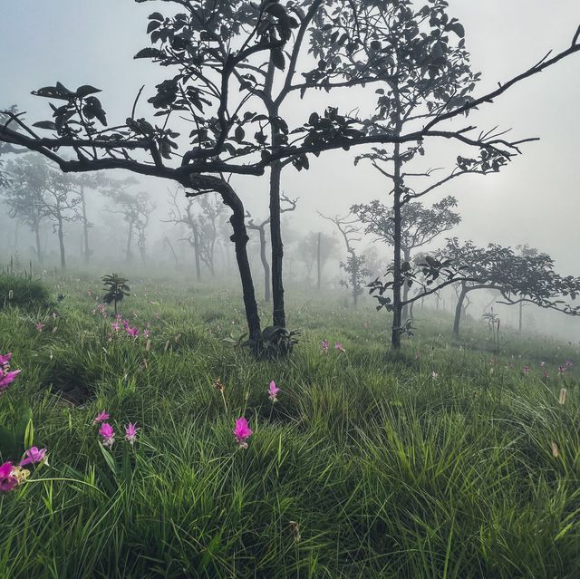 ไปดูดอกกระเจียว เที่ยวหน้าฝนกัน 🌷