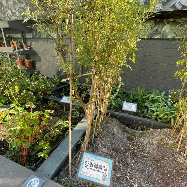 都市中既一點綠洲