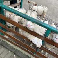 Dutch atmosphere farm house Lembang
