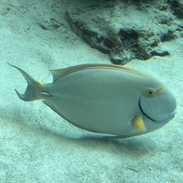 美麗海水族館