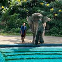 Khao Kheow open Zoo 