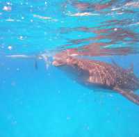 Swimming with whale sharks!!