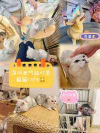 ⭐️貓貓Cafe竟然有豬仲有狗？🐱🐷🐶