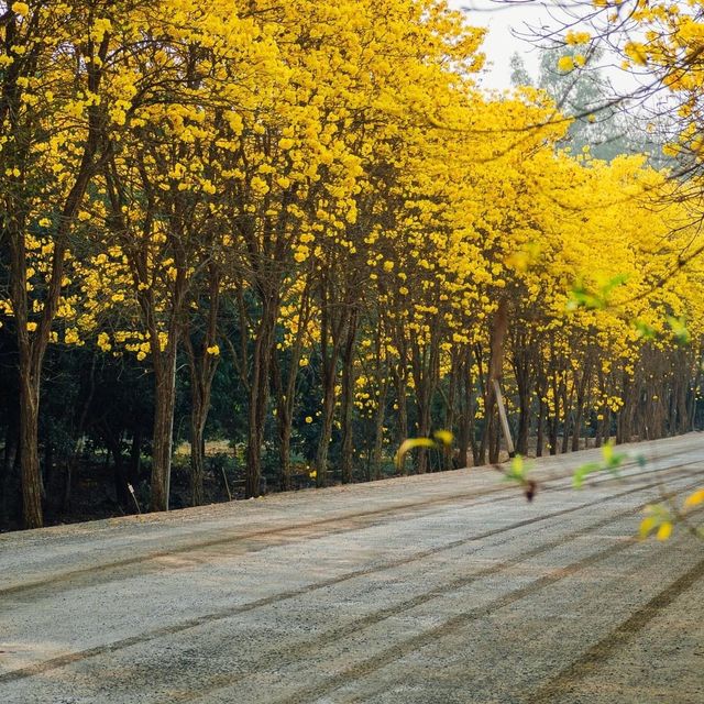 ถนนสีเหลือง ดอกเหลืองอินเดีย 🌼