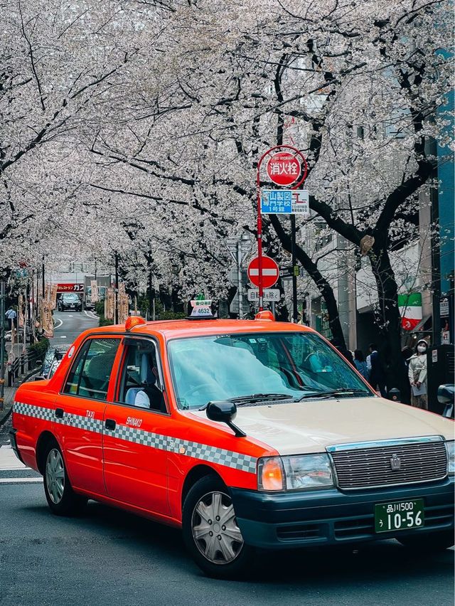 Cherry Blossom Street in Shibuya Tokyo 🇯🇵