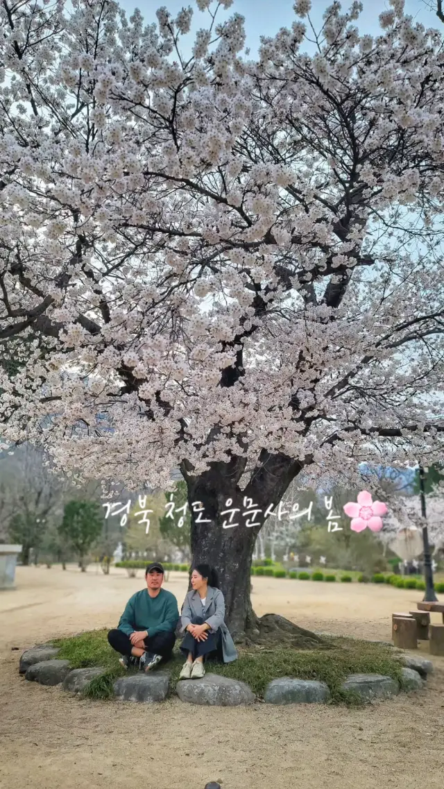 매년 벚꽃시즌이 기대되는 청도 운문사의 봄🌸