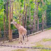 Cebu Safari and Adventure Park🏞️