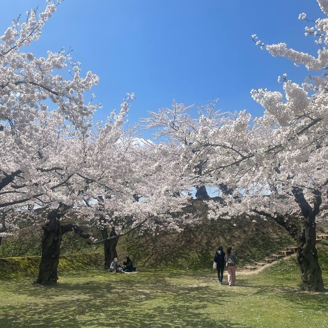 抓緊櫻花季節🌸的尾巴