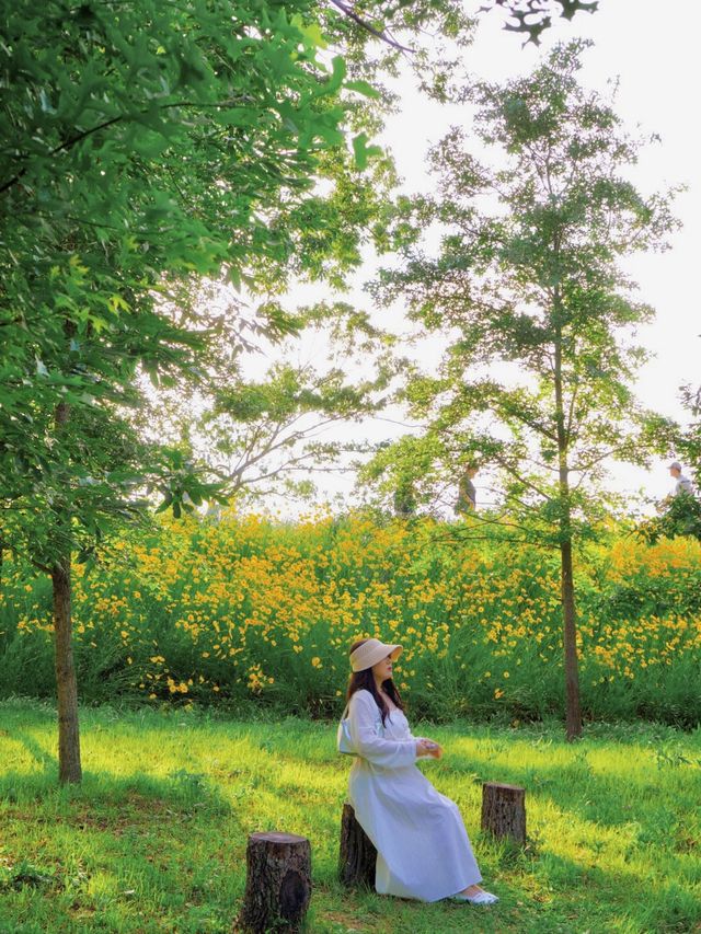 황금빛 금계국으로 만개한 함안 명소 🌼
