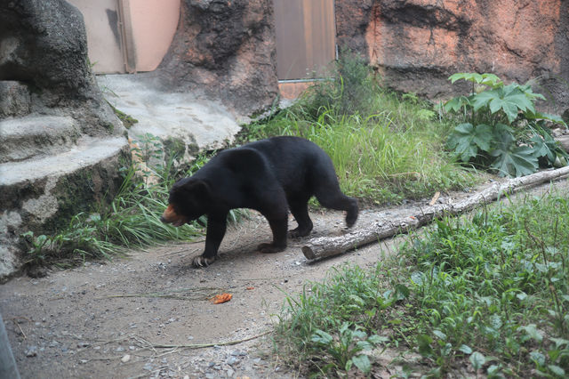 鹿兒島平川動物園探險之旅