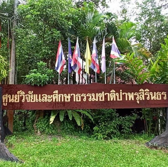 ป่าพรุผืนสุดท้าย.. ป่าพรุโต๊ะแดง​ นราธิวาส​