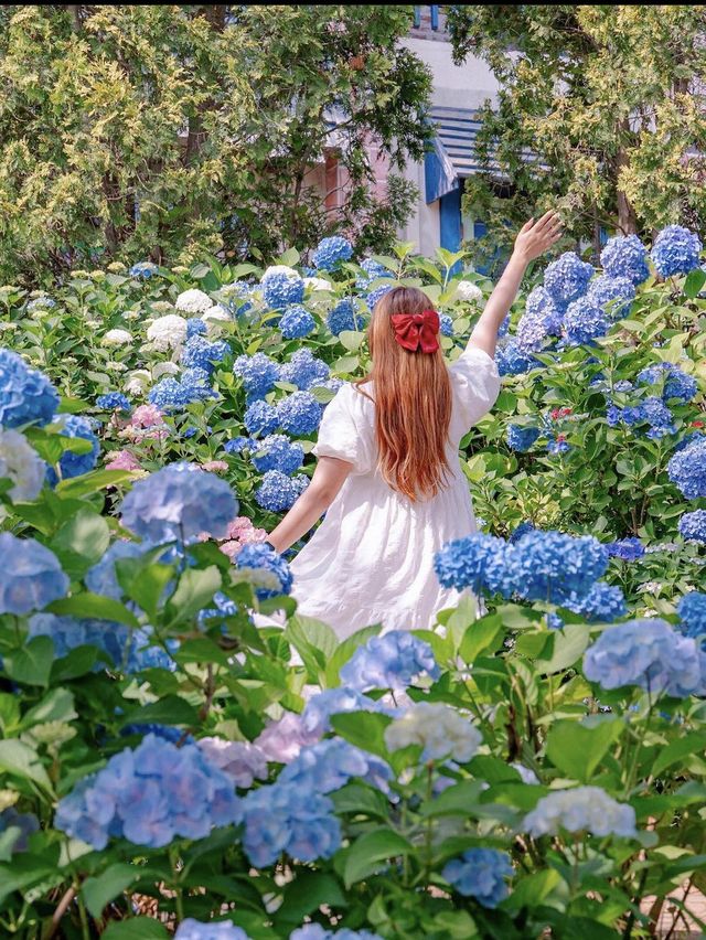 수국길이 너무 예쁜 팜카밀레의 요기저기포토존❣️