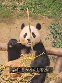 에버랜드 푸바오를 보기 위한 줄 클라스🐼 판다월드 입장 꿀팁