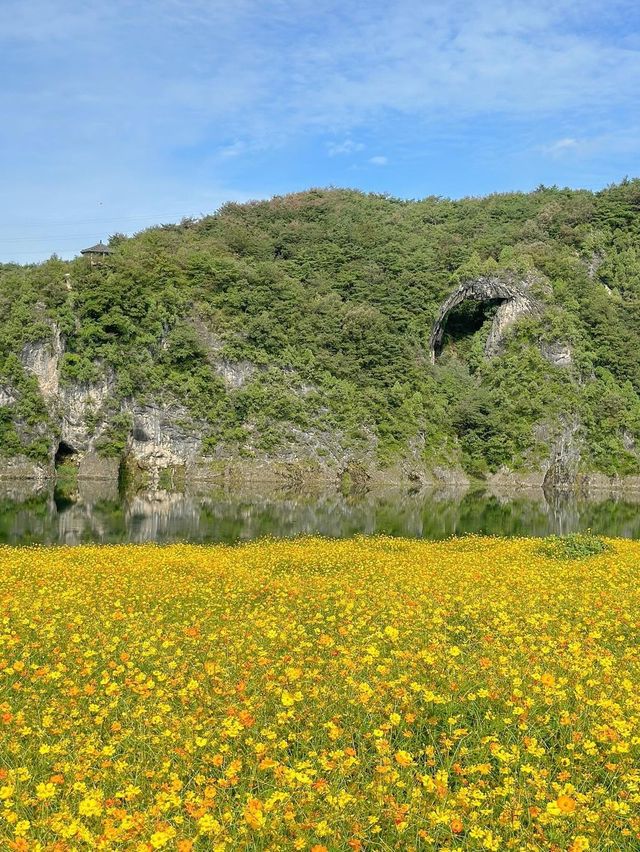 황화코스모스 물결 가득 찬 단양🌼💛