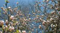 IT'S BLOOMING SEASON IN KEUKENHOF NETHERLANDS