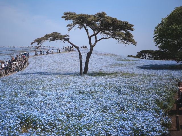 關東整片藍海~常陸海濱公園粉蝶花
