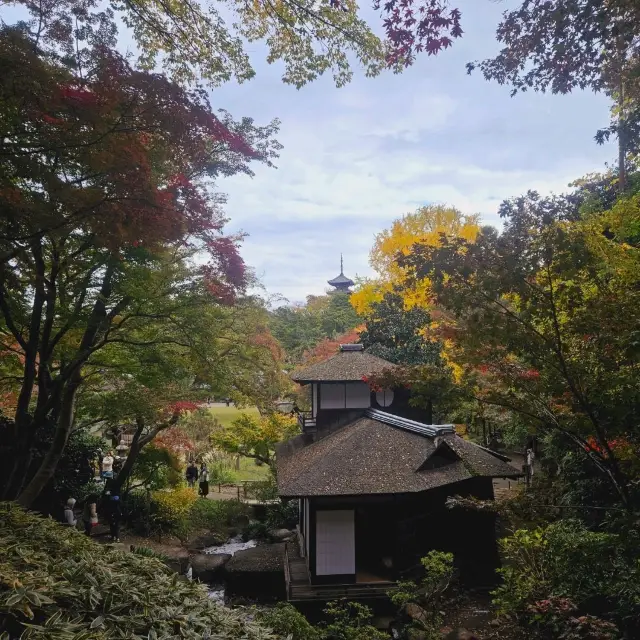 Fall colour foliage at Sankeien