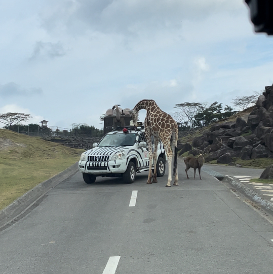 九州 ｜自駕遊亞洲版Safari 🐅🐆🦓🐘🦬🐫🐑