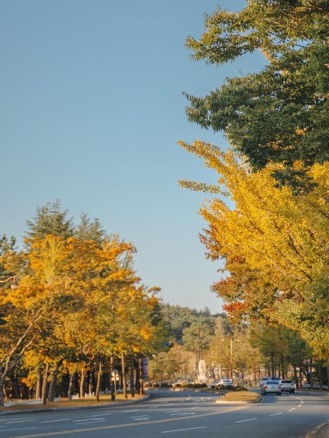 경주 알록달록 단풍명소 보문관광단지 