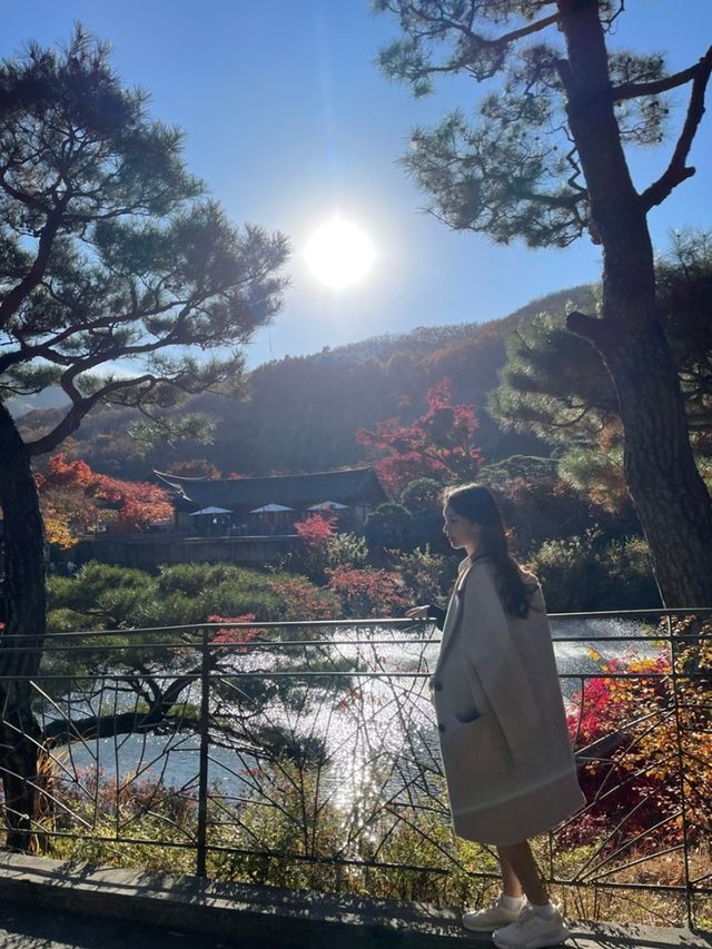 가을 단풍 명소 ‘화담숲’ 🍁🍁
