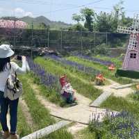 春夏季賞花好去處