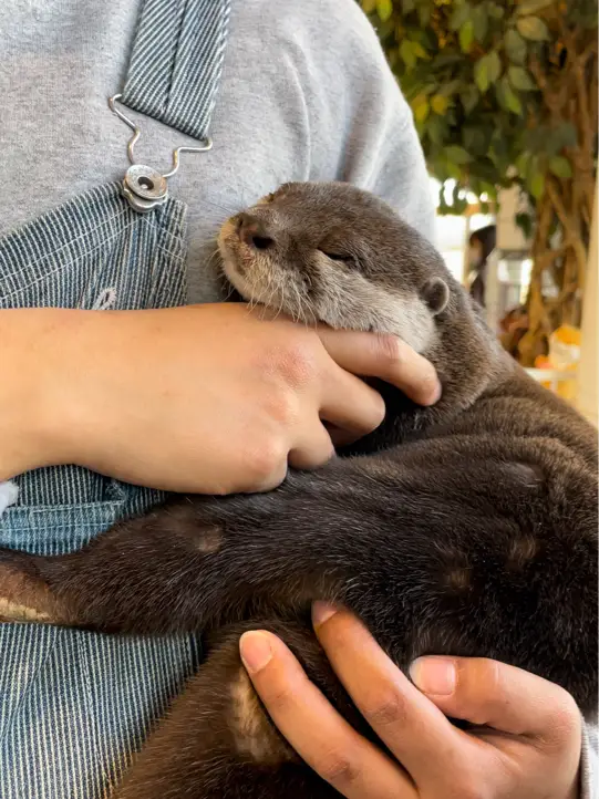 🇯🇵原宿必去🫶🏻高人氣可愛水獺🦦 café ❤️🤤