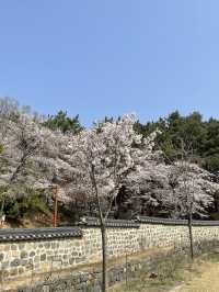 고즈넉한 분위기에 봄꽃 즐기기, “우암사적공원”🌼