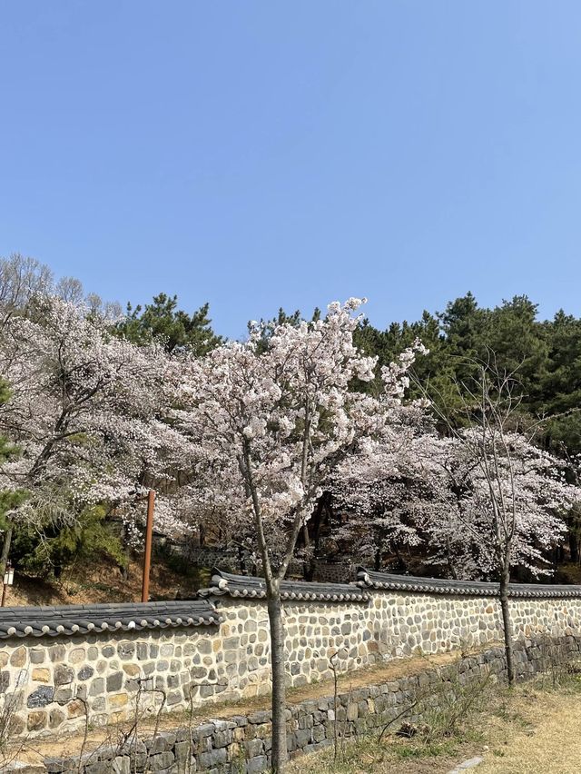 고즈넉한 분위기에 봄꽃 즐기기, “우암사적공원”🌼