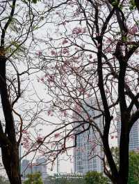 ปิคนิครับลมที่สวนจตุจักร