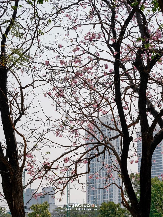 ปิคนิครับลมที่สวนจตุจักร