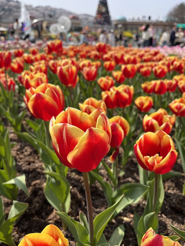 네덜란드 튤립 축제 부럽지 않은 에버랜드🌷