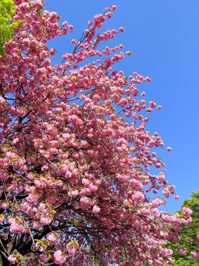 도쿄 도심속 오아시스 신주쿠교엔🌳💚