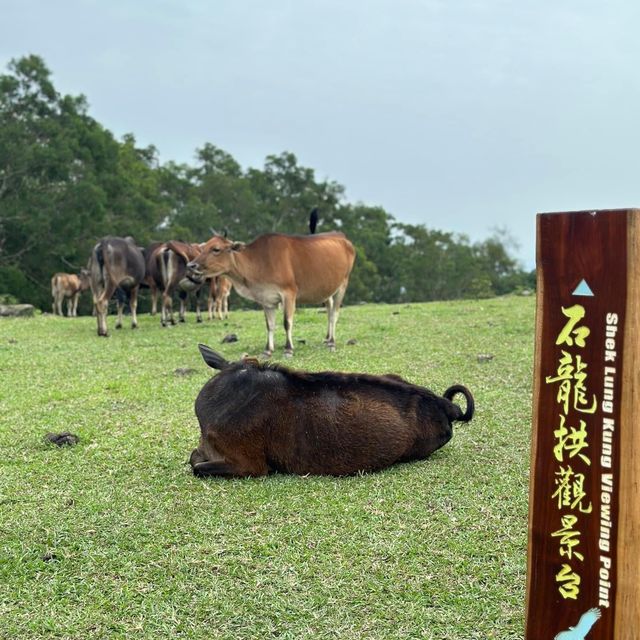香港郊遊