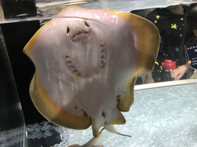 係水族館又係動物園♥️完美結合