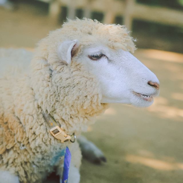 【千葉】夏休みの期間中、いつでもヒマワリが見れちゃう！？「成田ゆめ牧場」で素敵な夏の思い出を作り✨