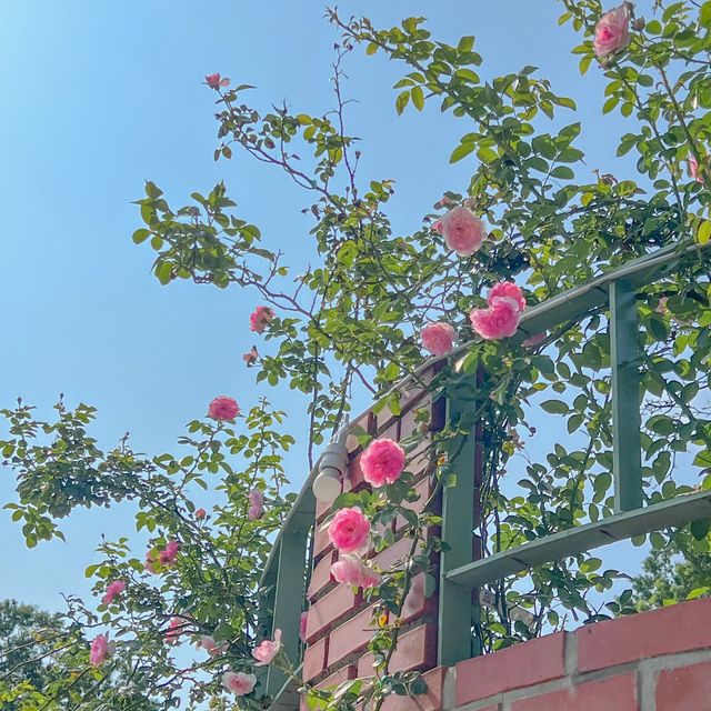 파주 감성 가득 애견동반🐶브런치 카페☕️라메종지베르니♥ 