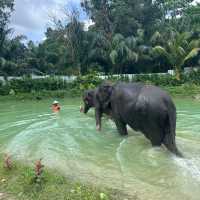 The best day of your life with Elephants 🐘🌿