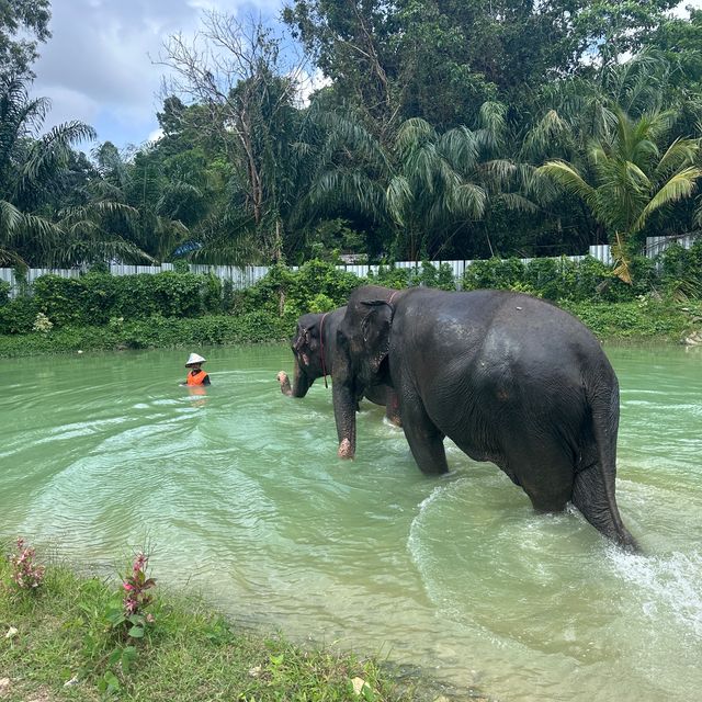 The best day of your life with Elephants 🐘🌿