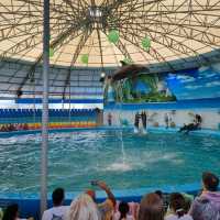 Spectacular Dolphin Show 🐬