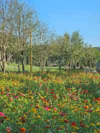 서울근교 당장 가야할 꽃동산 🌺 가평 자라섬
