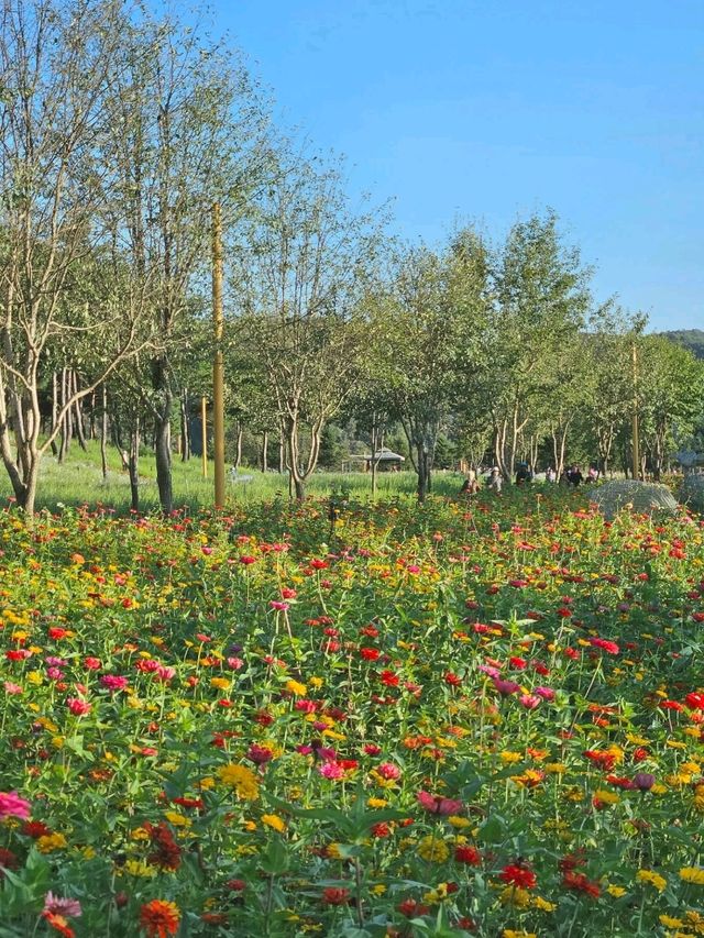서울근교 당장 가야할 꽃동산 🌺 가평 자라섬