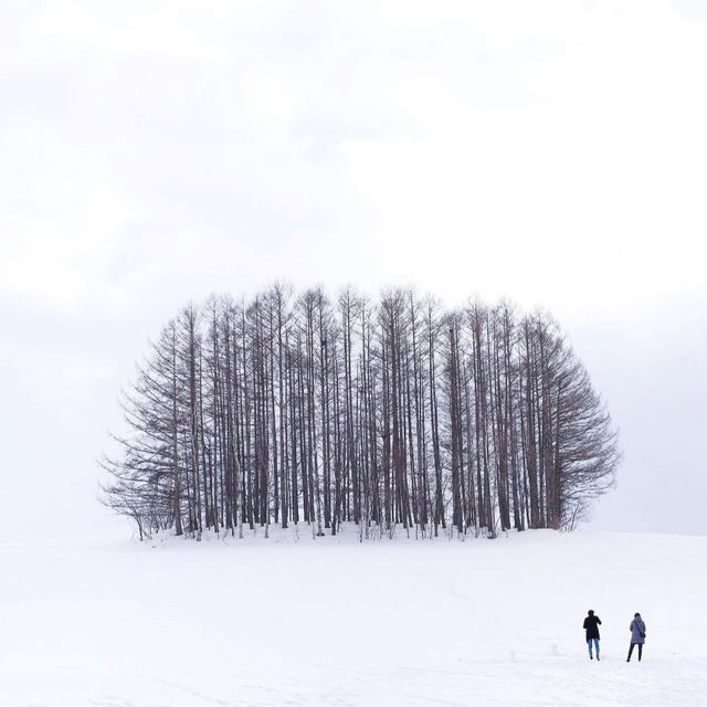 北海道自駕遊：美瑛景點