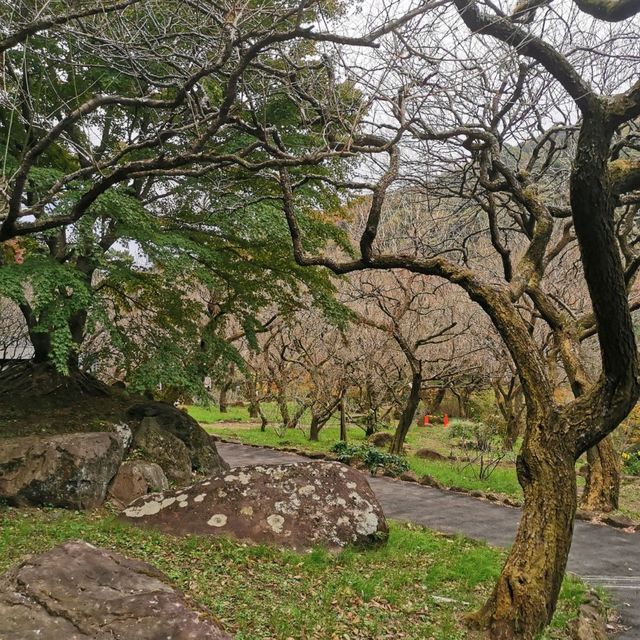 autumn vibes at Atami Plum Garden